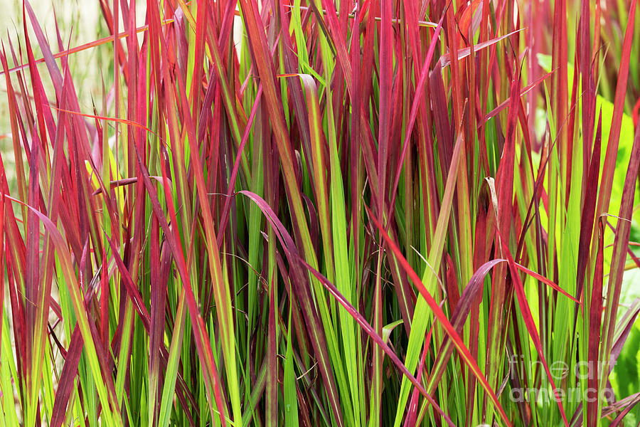 Japanese Blood Grass  Photograph by Tim Gainey