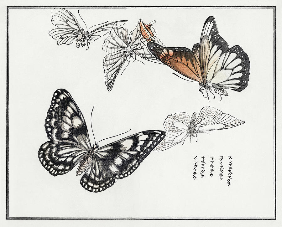 Butterfly Digital Art - Japanese butterfly print by Celestial Images