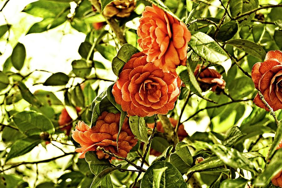 Japanese Camellia Photograph