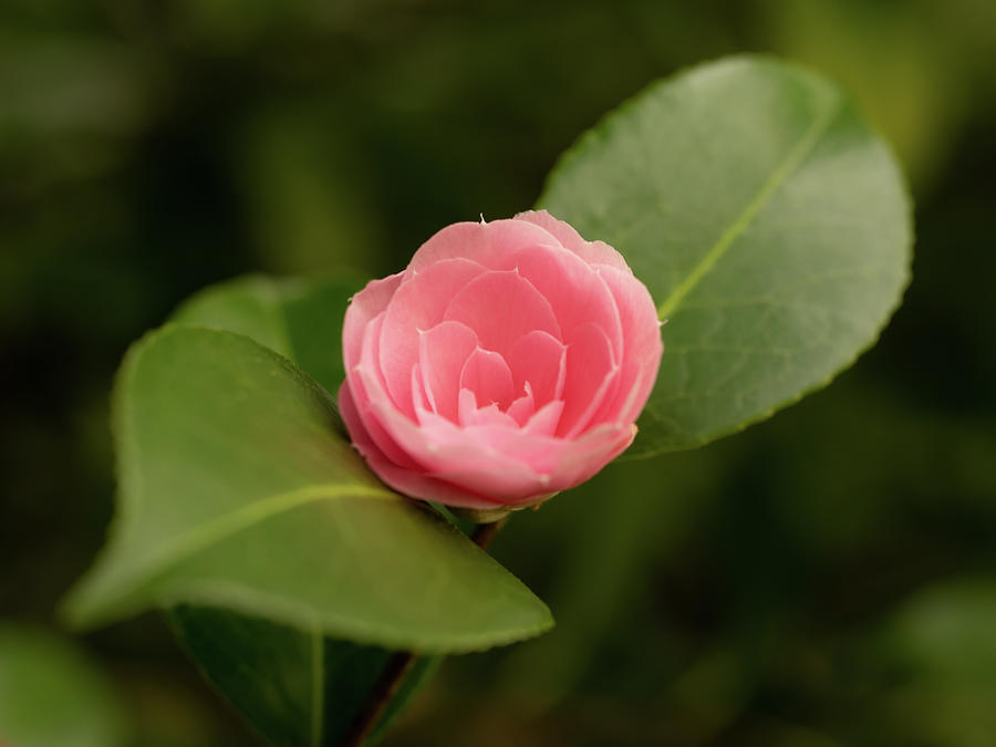 Japanese Camellia Photograph by Average Images