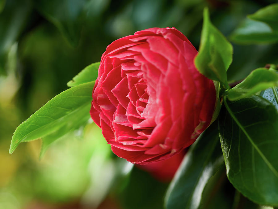 Japanese Camellia stylish red Photograph by Jouko Lehto