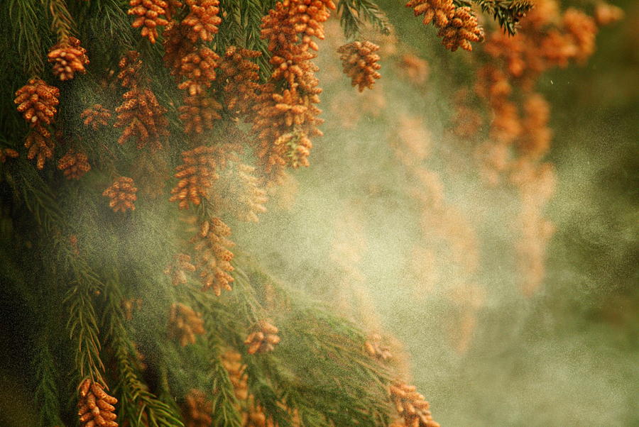 Japanese Cedar pollen Photograph by GYRO PHOTOGRAPHY/amanaimagesRF
