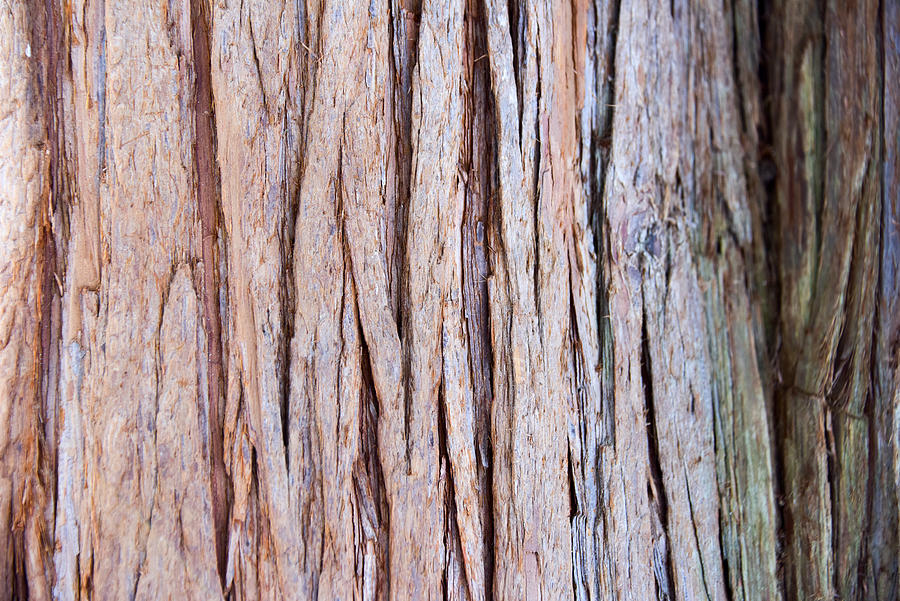 Japanese cedar tree bark Photograph by Sergio Amiti
