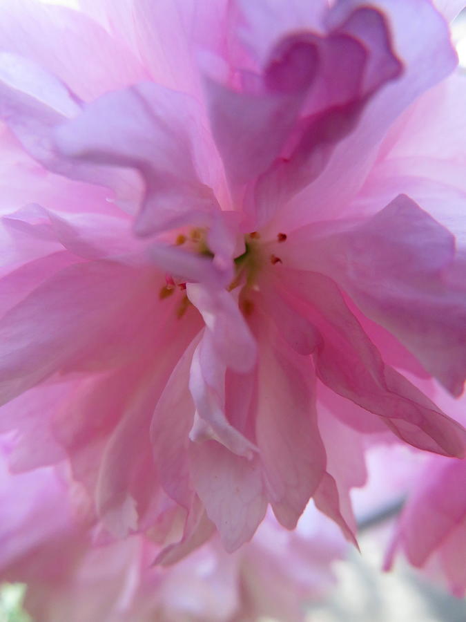 Japanese Cherry Angel Photograph by Patricia Joynes