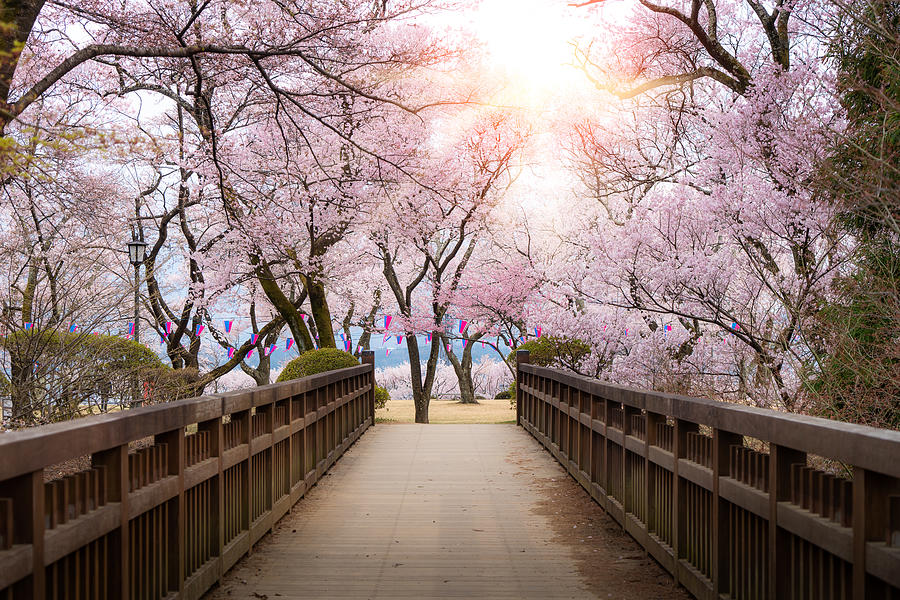 Japanese cherry blossoms in full bloom with wooden bridge walkway in Kasuga Park with lantern during spring season in April in Nagano, Japan. Photograph by Prasit photo