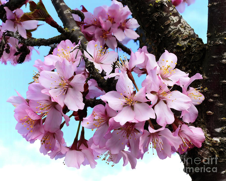 Japanese Cherry Blossoms Nbr.2 Photograph by Scott Cameron