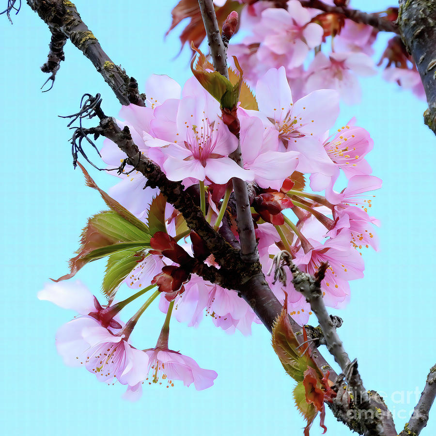 Japanese Cherry Blossoms Nbr.3 Photograph by Scott Cameron