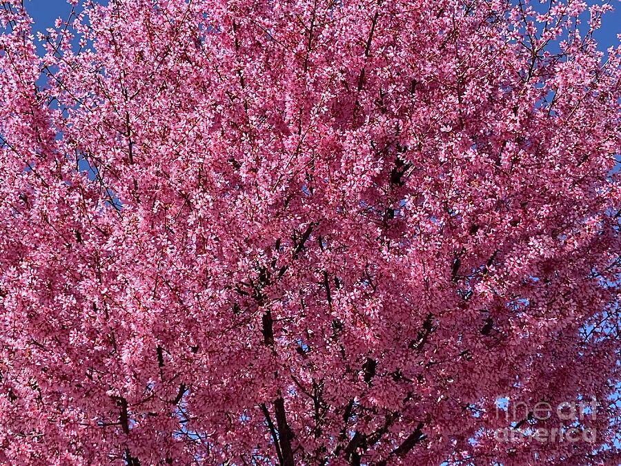 Japanese Cherry Blossoms PA 24 Photograph by Eunice Warfel