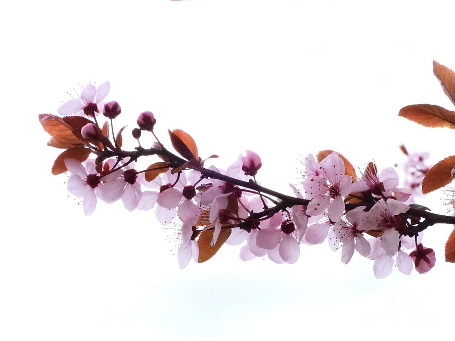 Japanese Cherry Flowers Photograph by Scott Cameron