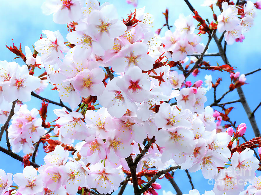 Japanese Cherry Tree Blossoms Photograph by Scott Cameron