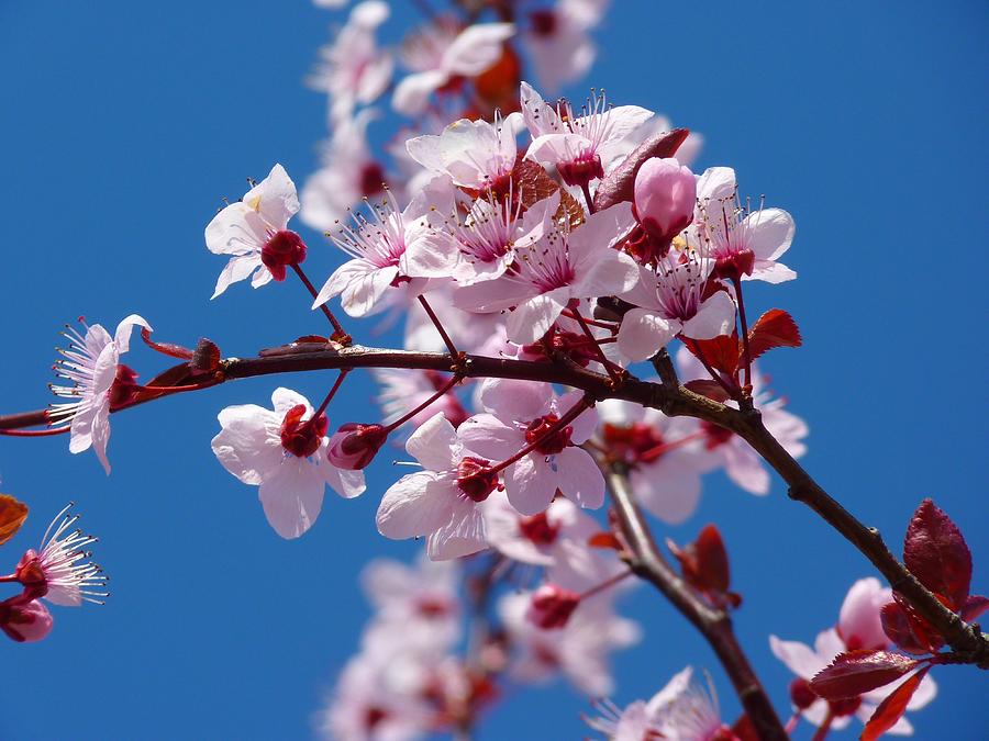 Flowers Still Life Photograph - Japanese Cherry Tree by Gallery Of Modern Art