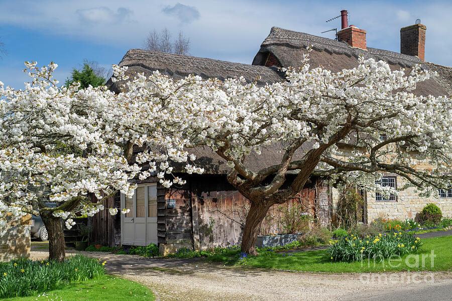 Spring Photograph - Japanese Cherry Trees in Blossom Honington Warwickshire by Tim Gainey