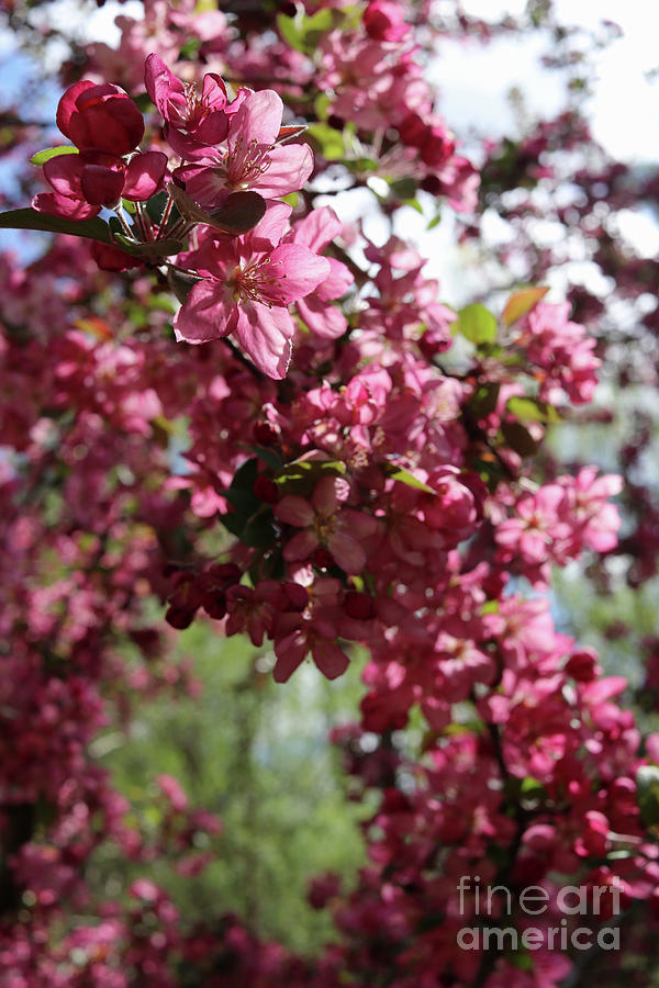 Japanese Crab Apple Tree Photograph by Scott D Van Osdol