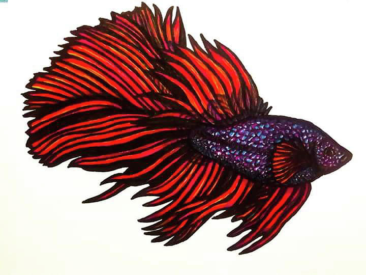 Colored pencil drawing of a beautiful betta fish!! Dm me if you're  interested in a drawing of your fish🤗🐠 : r/aquarium