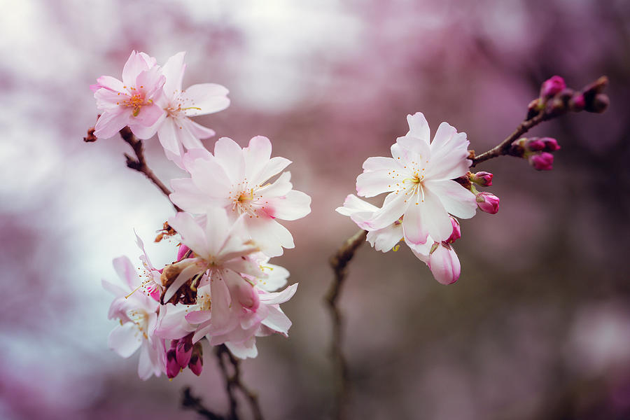 Japanese Flowering Apricot Photograph by Nancy Carol Photography - Fine ...