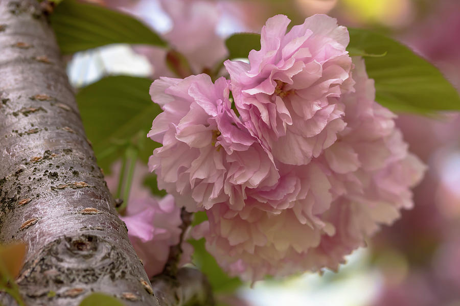 Japanese Flowering Cherry 2 Photograph by Dawn Cavalieri
