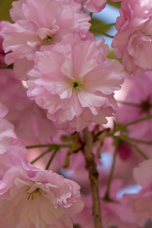 Japanese Flowering Cherry 3 Photograph by Dawn Cavalieri