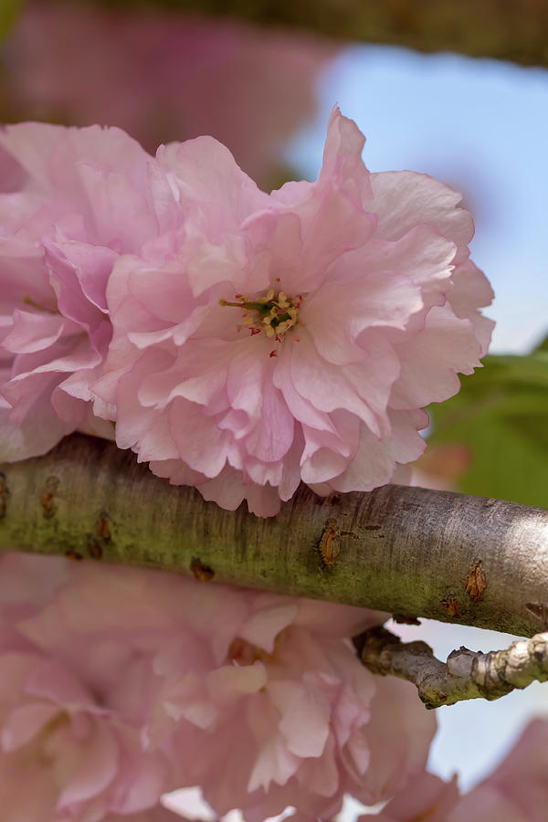 Japanese Flowering Cherry 4 Photograph by Dawn Cavalieri
