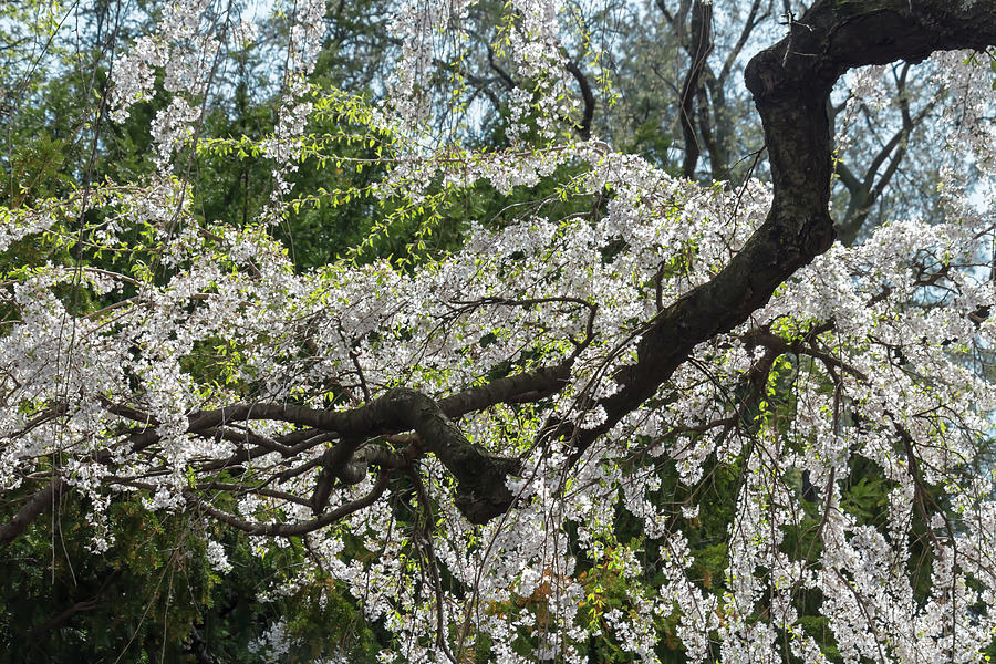 Japanese Flowering Cherry 5 Photograph by Dawn Cavalieri