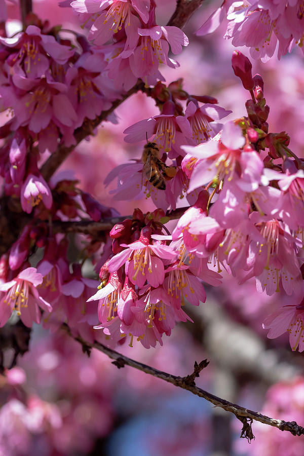 Japanese Flowering Cherry 6 Photograph by Dawn Cavalieri
