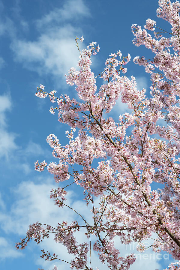 Japanese Flowering Cherry Blossom in Spring Photograph by Tim Gainey ...