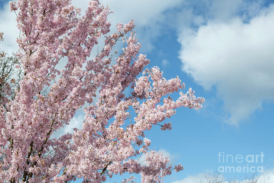 Japanese Flowering Cherry Blossom Photograph by Tim Gainey