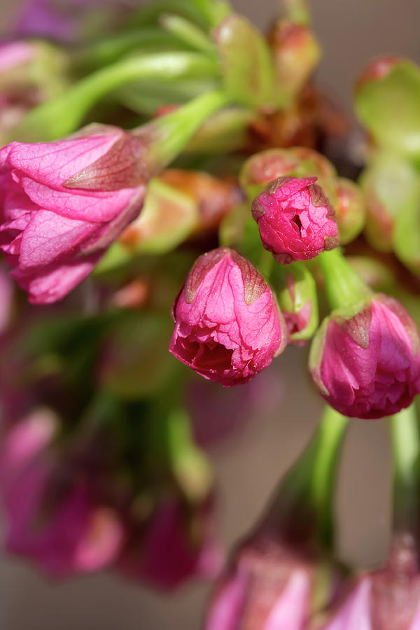 Japanese Flowering Cherry Photograph by Dawn Cavalieri
