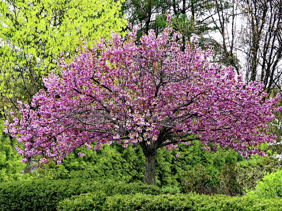 Japanese Flowering Cherry Tree Photograph by Lyuba Filatova