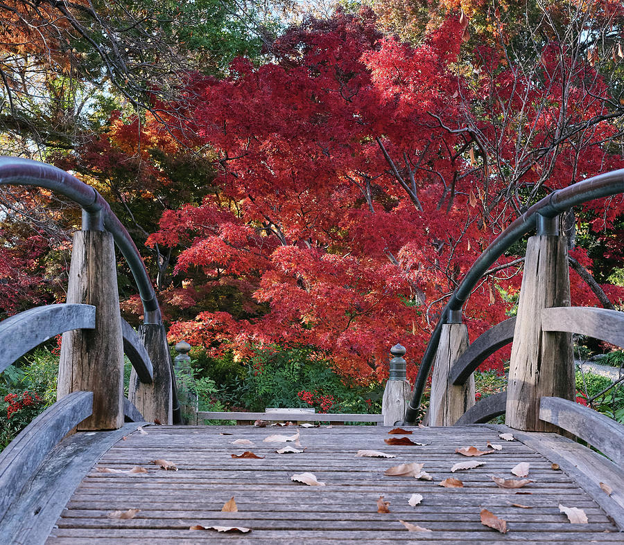 Japanese Garden Bridge by Rospotte Photography Japanese Garden Bridge by Rospotte Photography