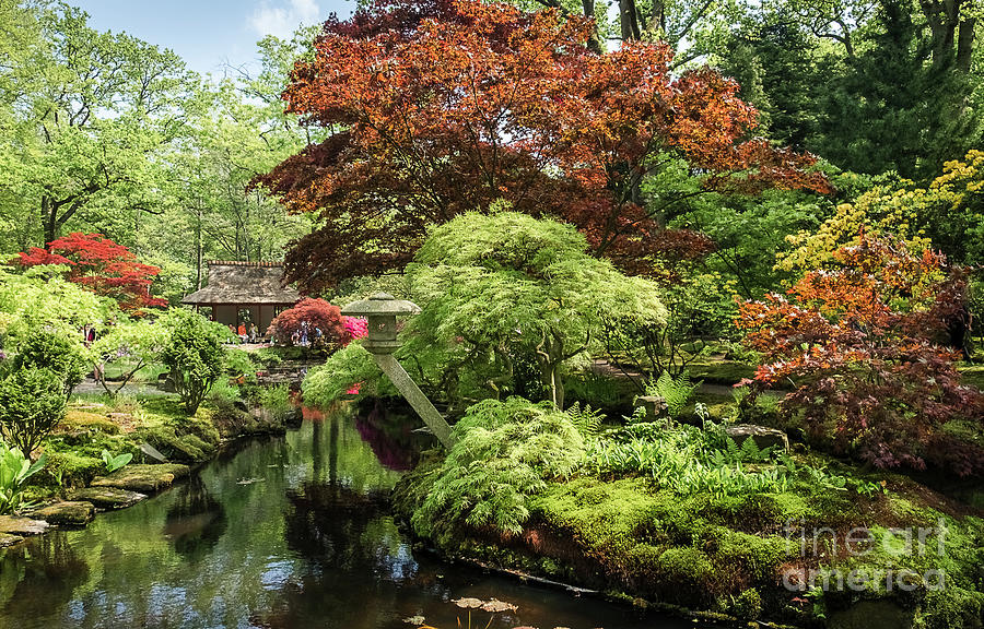 Japanese Garden, Clingendael Park, The Hague Photograph by Philip Preston