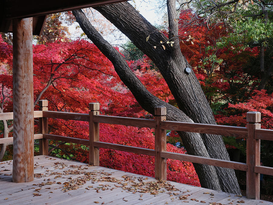 Japanese Garden Fort Worth112019 by Rospotte Photography Japanese Garden Fort Worth112019 by Rospotte Photography