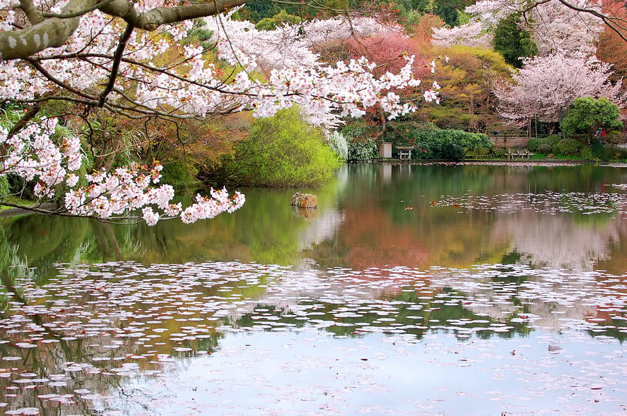 Japanese Garden, Kyoto, Japan Photograph by Tunart