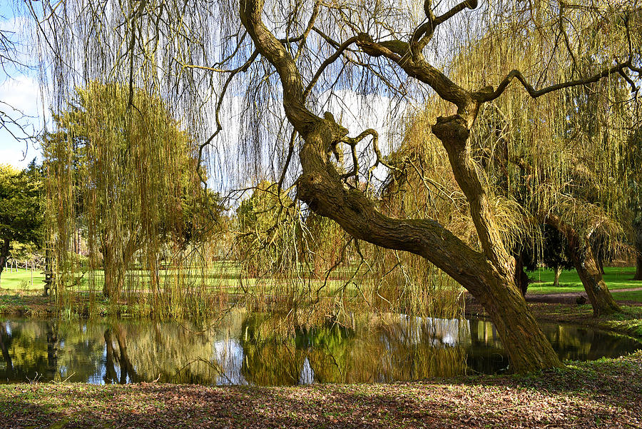 Japanese Garden Lake Weeping Willow Photograph by Gill Billington