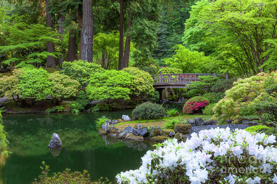 Japanese Garden Pond Photograph by Brian Jannsen