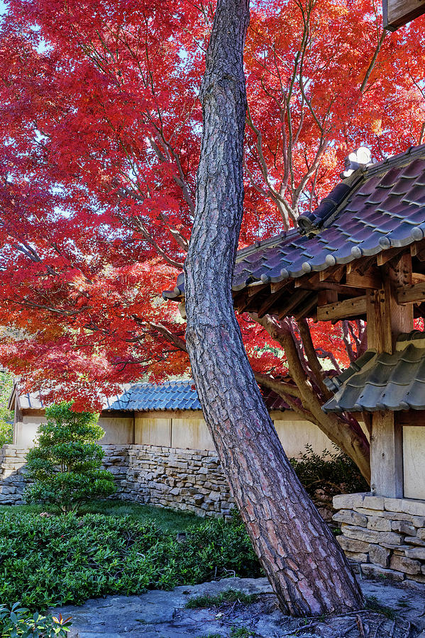 Japanese Garden V3 111919 by Rospotte Photography Japanese Garden V3 111919 by Rospotte Photography