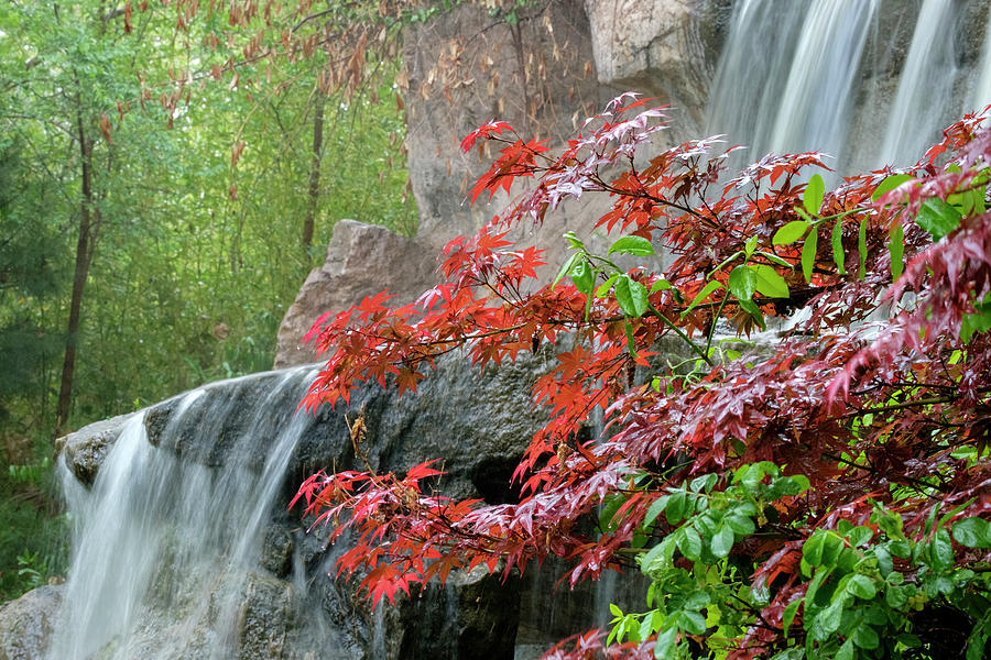 Japanese Garden Waterfall Albuquerque Photograph by Mary Lee Dereske