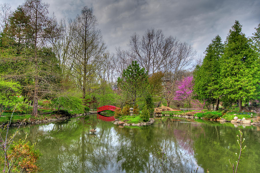 Japanese garden with red bridge Photograph by Alexey Stiop