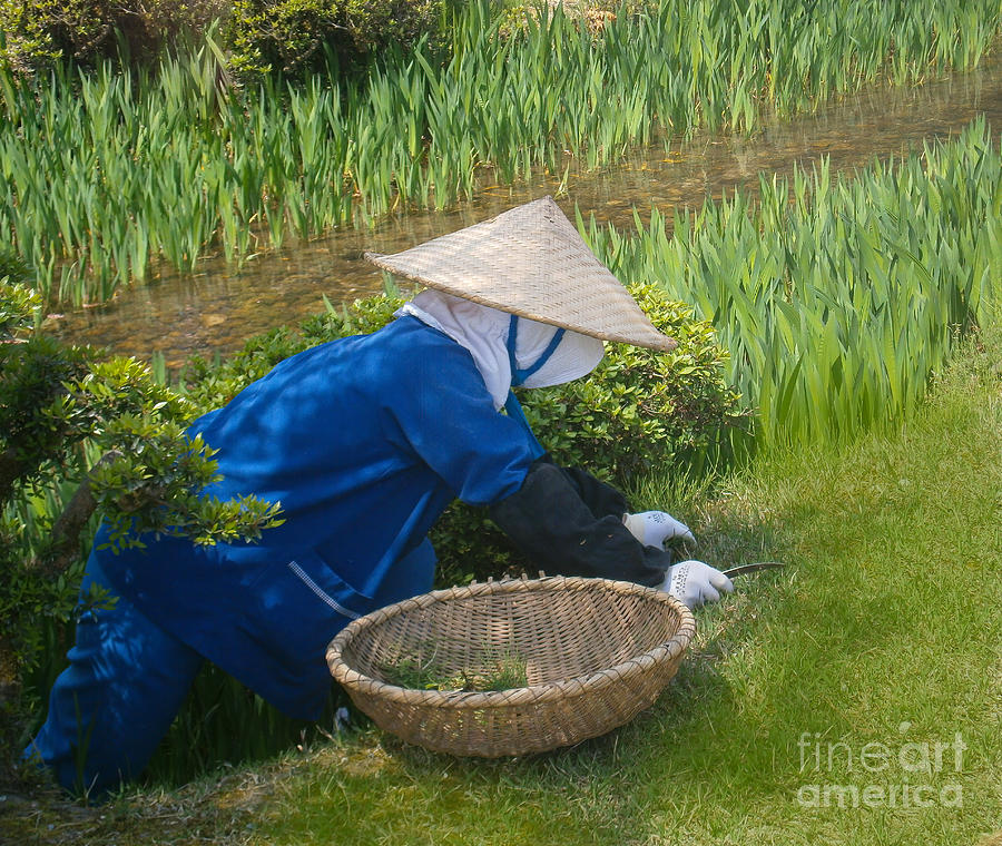 Japanese Gardener Kenrokuen Garden Photograph by L Bosco