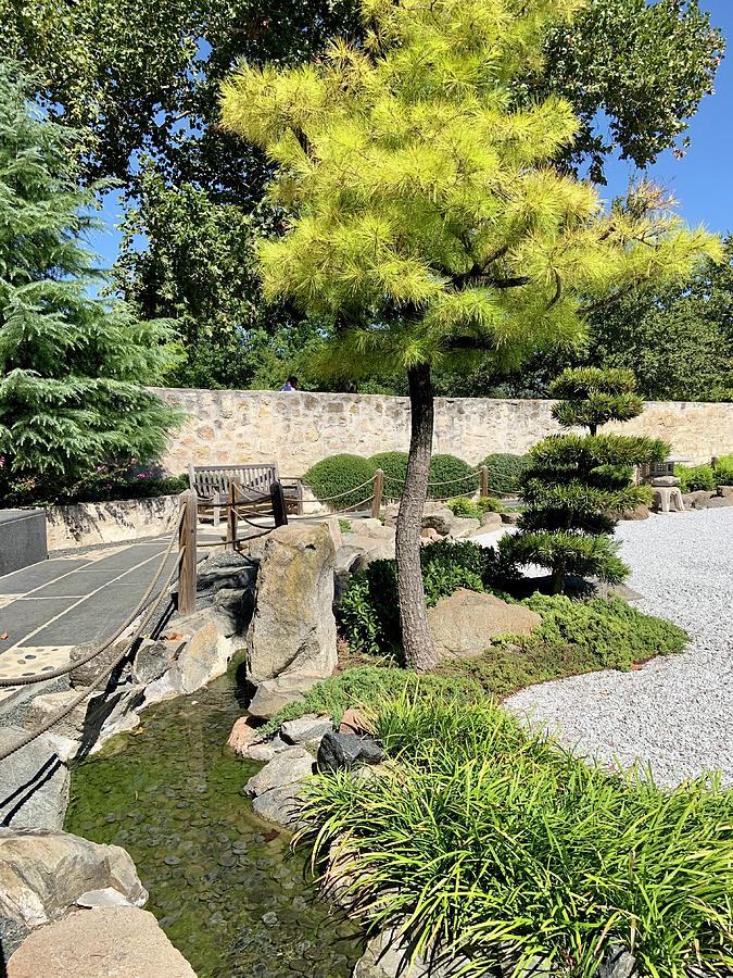 Japanese Gardens In Fredericksburg Photograph