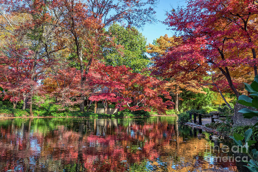 Japanese Gardens in the fall Photograph by Paul Quinn