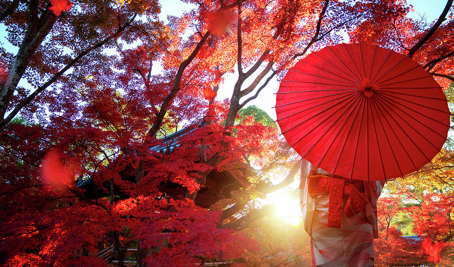 Japanese girl in Kimono traditional dress travel in red autumn park ...