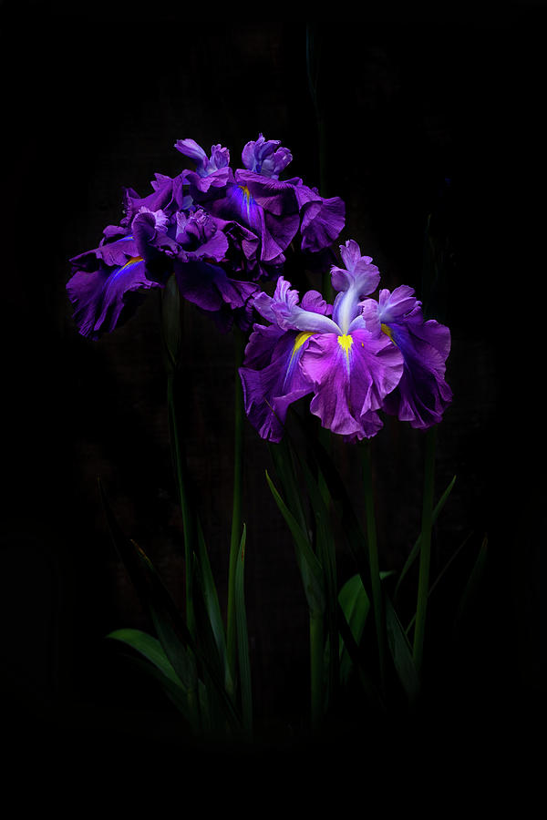 Flowers Still Life Photograph - Japanese Iris by Alinna Lee