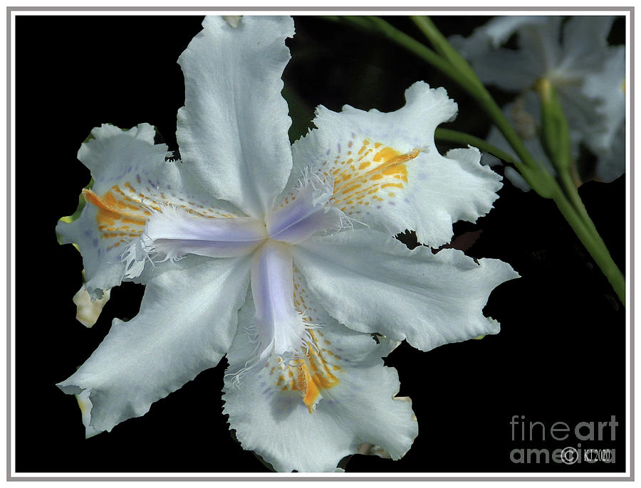 Iris Photograph - Japanese Iris Butterfly Flower - Iris japonica by Klaus Jaritz
