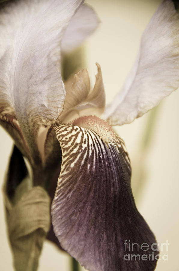 Japanese Iris Delight Aged Botanical / Nature / Floral Photo Photograph by PIPA Fine Art - Simply Solid