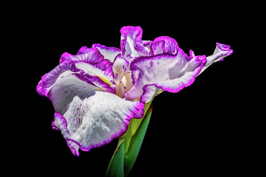 Japanese Iris Photograph by Liza Eckardt