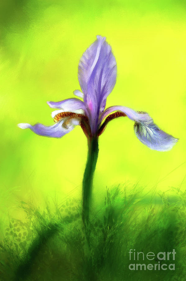 Japanese Iris  Digital Art by Lois Bryan