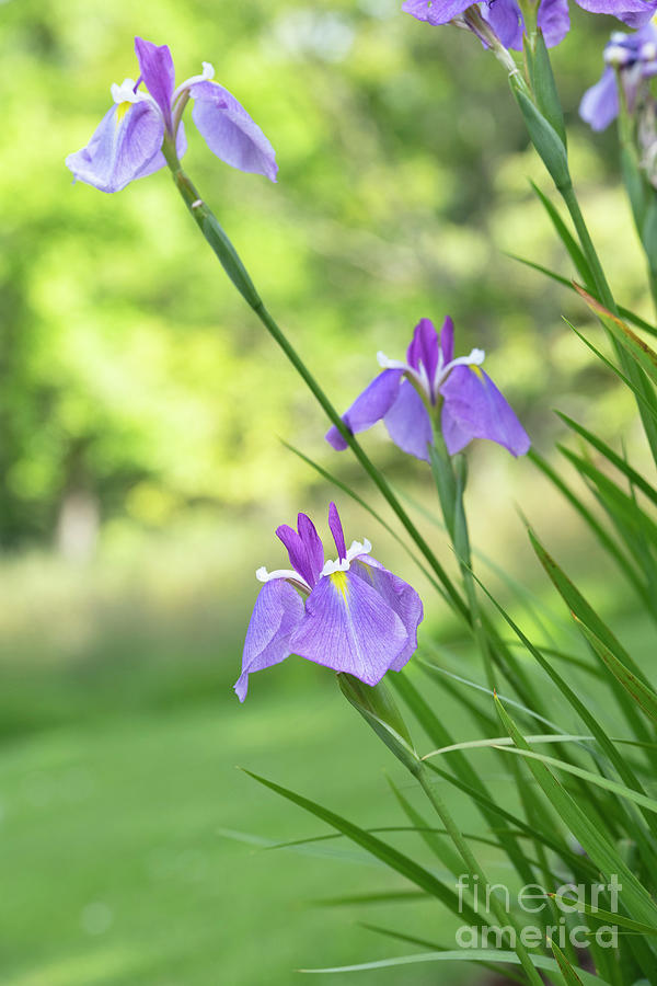 Japanese Iris Rowden King Flowers Photograph by Tim Gainey