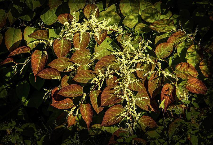 Japanese Knotweed Photograph by John Thorp | Fine Art America