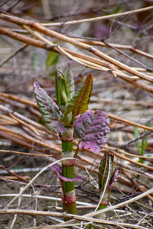 Japanese Knotweed Photograph by Matt Fox - Fine Art America