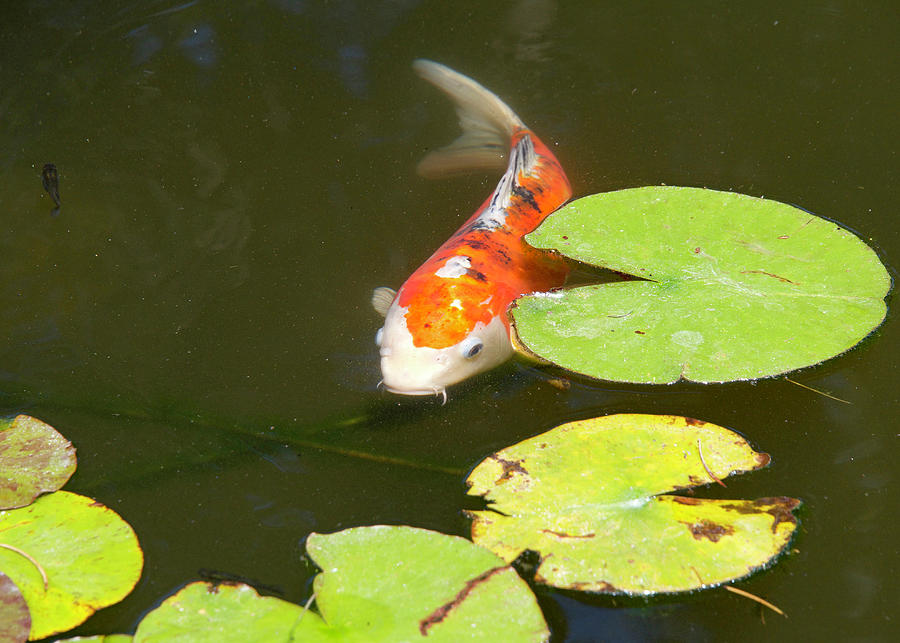 japanese koi fish photography